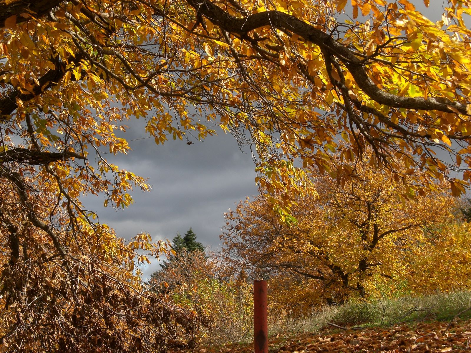 ΚΑΣΤΑΝΟΔΑΣΟΣ